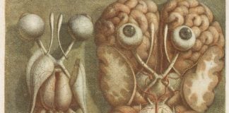 An illustration of a disembodied pair of human eyes, seen from the back, next to a second illustration of a pair of human eyes seen from the front, against the backdrop of a human brain.