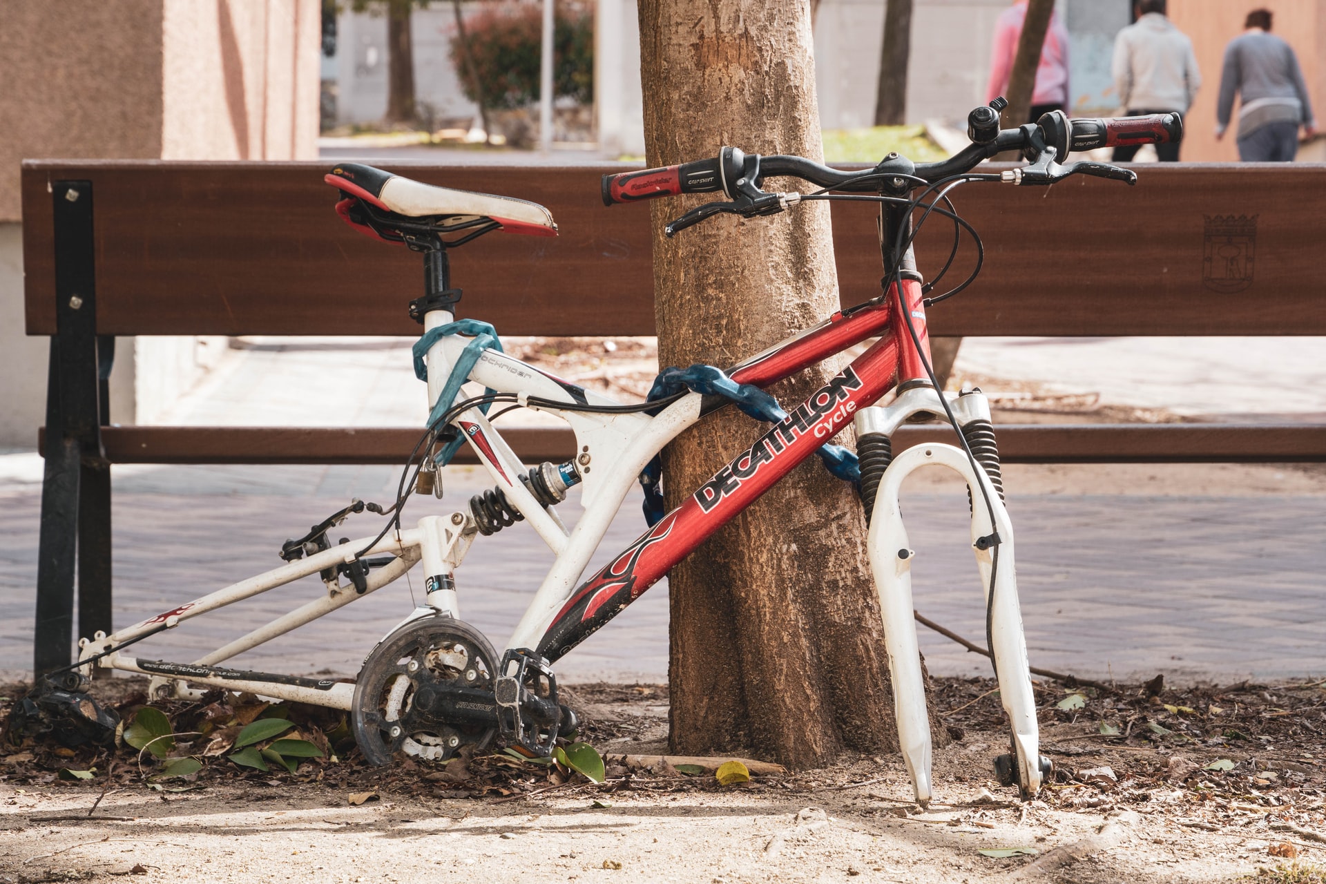 ID: The red and white frame of a racer bike locked to a tree. The wheels have been removed. In the background one can see a bench and a road.