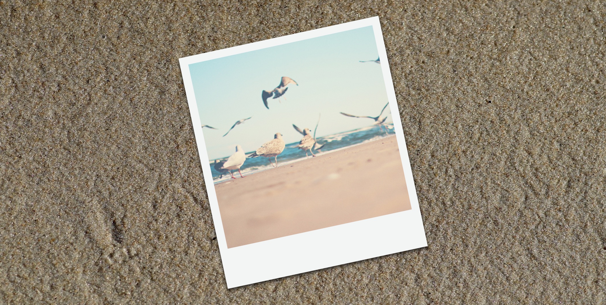 Old photo of seagulls on sand