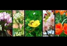 Photos of spring flowers