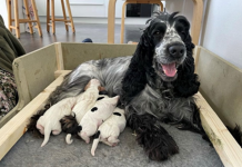 Catherine and her puppies
