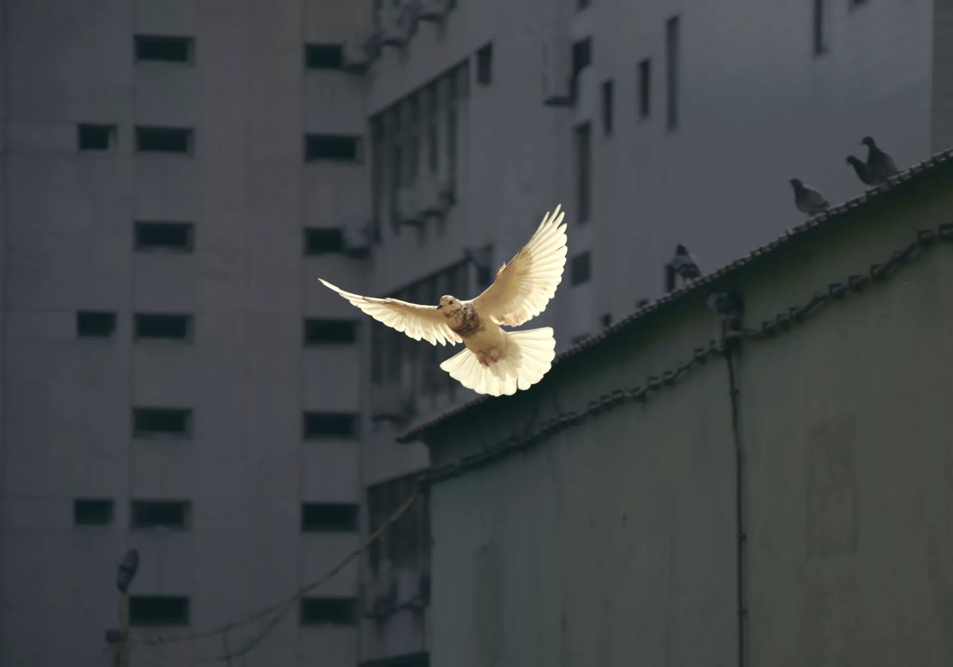 Dove flying over concrete complex