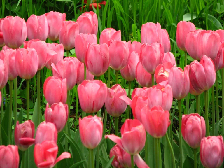 Pink Tulips