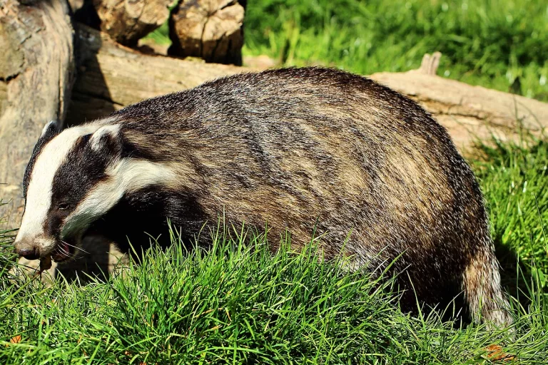 Biology department urged to stand against badger culling