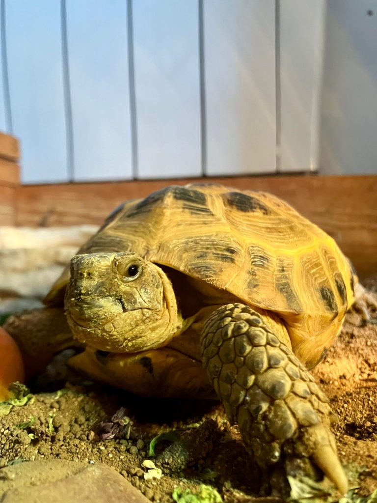 The college tortoise that has taken over my life