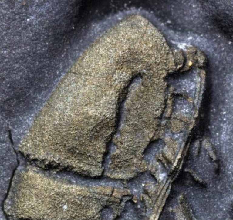 Oxford researchers uncover 450-million-year-old species preserved in fool’s gold