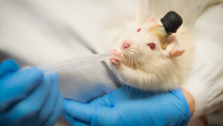 Oxford now has the right approach to animal testing