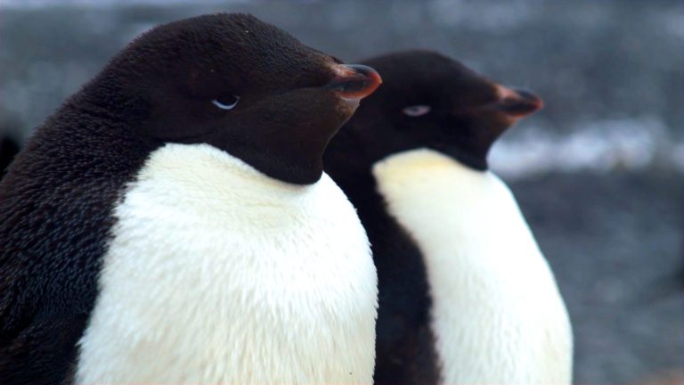 Unhappy feet? Uni on thin ice over welfare penguins