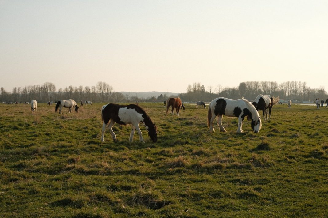 Port Meadow