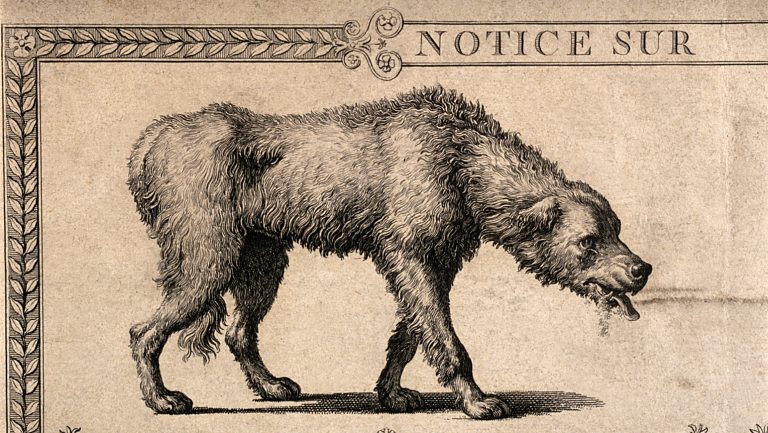 How can we write animal history? – ‘Animal History’: Reviewed