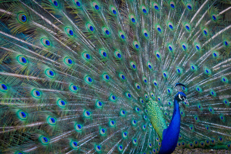 Peacocks